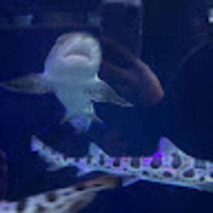 Meet your Posher, Kylie